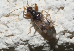 Pseudopamera nitidula