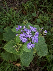 Pericallis × hybrida