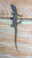 Lepidophyma flavimaculatum