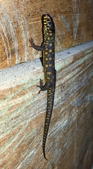 Lepidophyma flavimaculatum