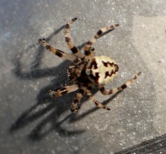 Araneus bicentenarius