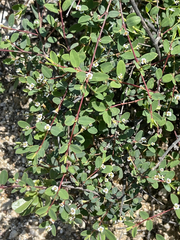 Euphorbia magdalenae