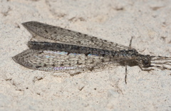 Chaetoleon pusillus