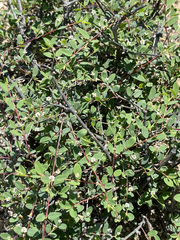 Euphorbia magdalenae