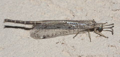 Scotoleon longipalpis