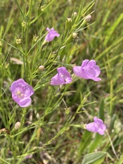 Agalinis aspera