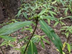 Commelina virginica