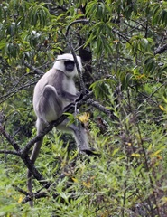 Semnopithecus schistaceus
