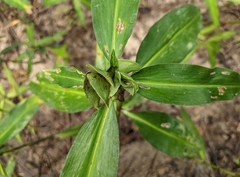 Commelina virginica