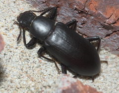 Alobates pensylvanicus