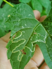 Phyllocnistis vitifoliella