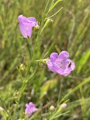 Agalinis aspera