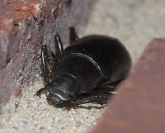 Alobates pensylvanicus