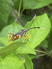 Holhymenia histrio