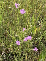 Agalinis aspera