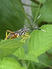 Holhymenia histrio
