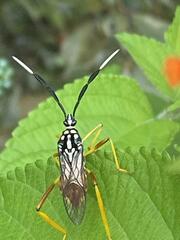 Holhymenia histrio