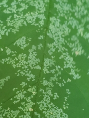 Acalitus ferrugineum