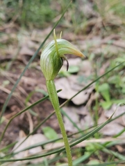 Pterostylis acuminata