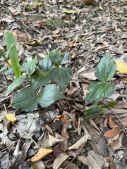 Hydnocarpus castaneus