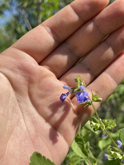 Salvia similis