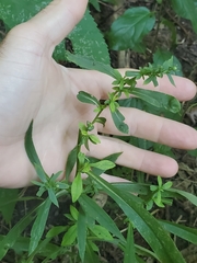 Proserpinaca palustris