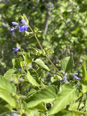 Salvia similis