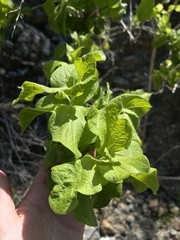 Nahuatlea arborescens
