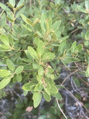 Quercus vacciniifolia
