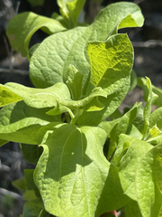 Nahuatlea arborescens