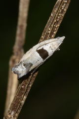Epinotia ramella