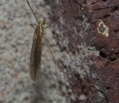Gonomyia