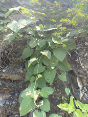 Ipomoea scopulorum