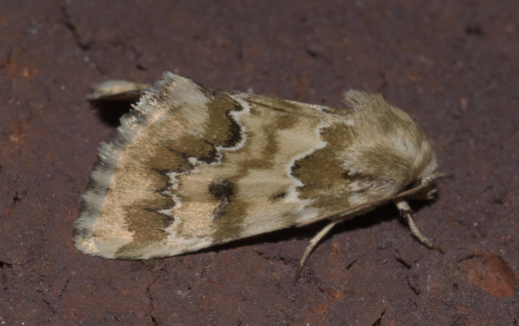 Schinia crenilinea