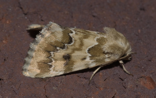Schinia crenilinea