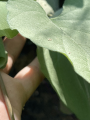 Ipomoea scopulorum