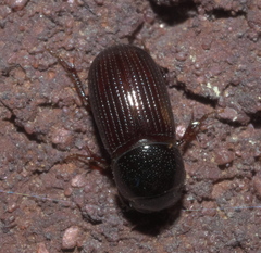 Ataenius