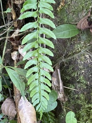 Polystichum formosanum
