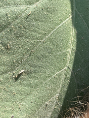 Ipomoea scopulorum