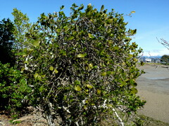 Ileostylus micranthus