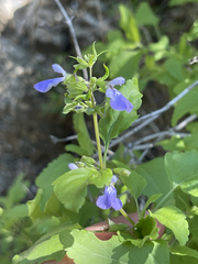 Salvia similis