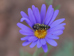 Acmaeodera decipiens