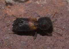 Xylobiops basilaris