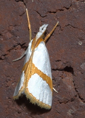 Vaxi auratellus