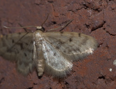 Idaea minuta