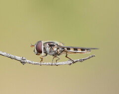 Melangyna viridiceps