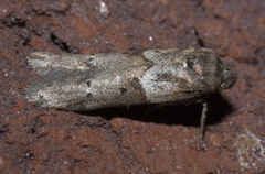 Blastobasis glandulella