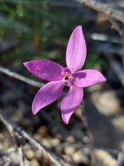 Glossodia minor