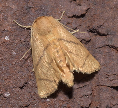 Apoda y-inversa