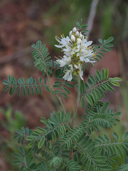 Dalea albiflora